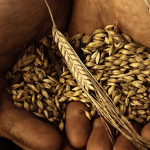 Workshop whisky distilleren