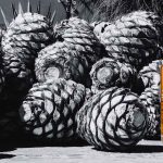 Stauning – Bastard